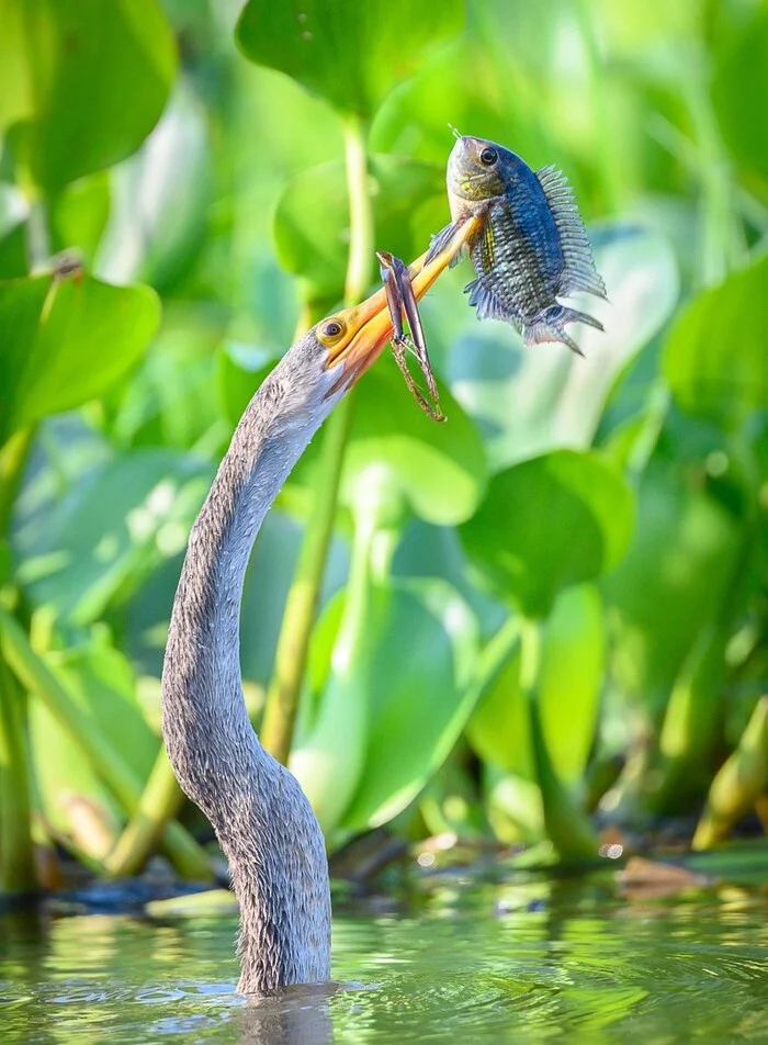 Birdsnake - American Snakeneck, Birds, A fish, River, wildlife, The photo, Cichlids