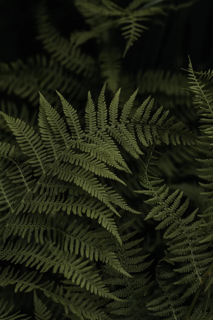 Some more green - My, The photo, Greenery, Nature, Plants, Fern, Sony a6000, Sony, Longpost