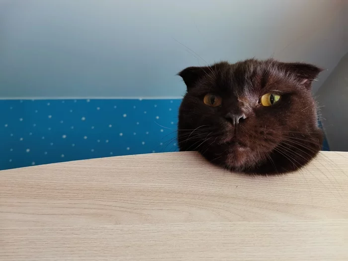 Observer - My, cat, Observation, Scottish lop-eared