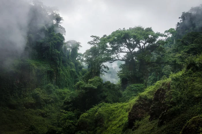 Cameroon. Tropical rain forest - Africa, Middle Africa, Cameroon, Forest, Tropics, wildlife