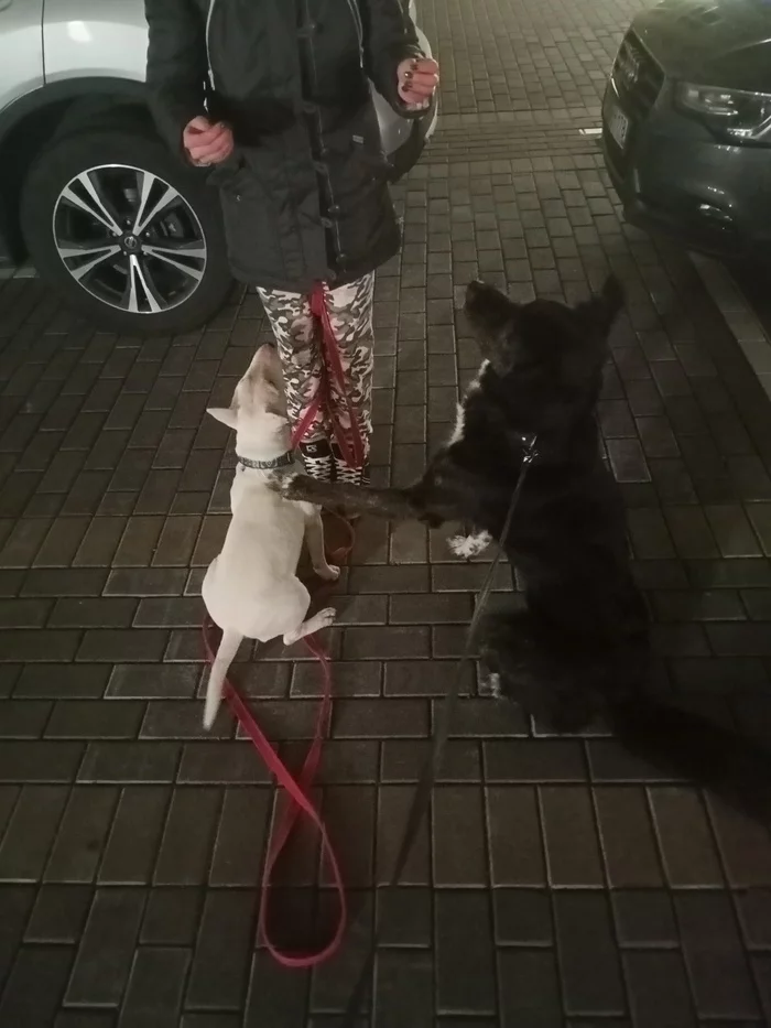 Be patient, little one, she will still give us cookies! - Dog, friendship, Yummy