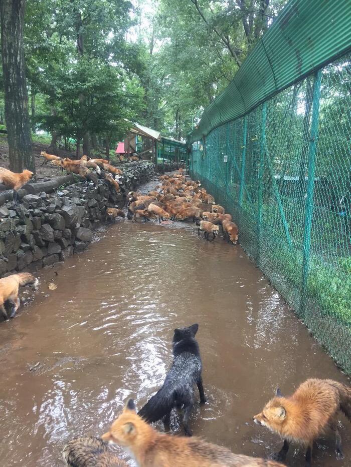 Лисной массив Фотография, Настроение, Лиса