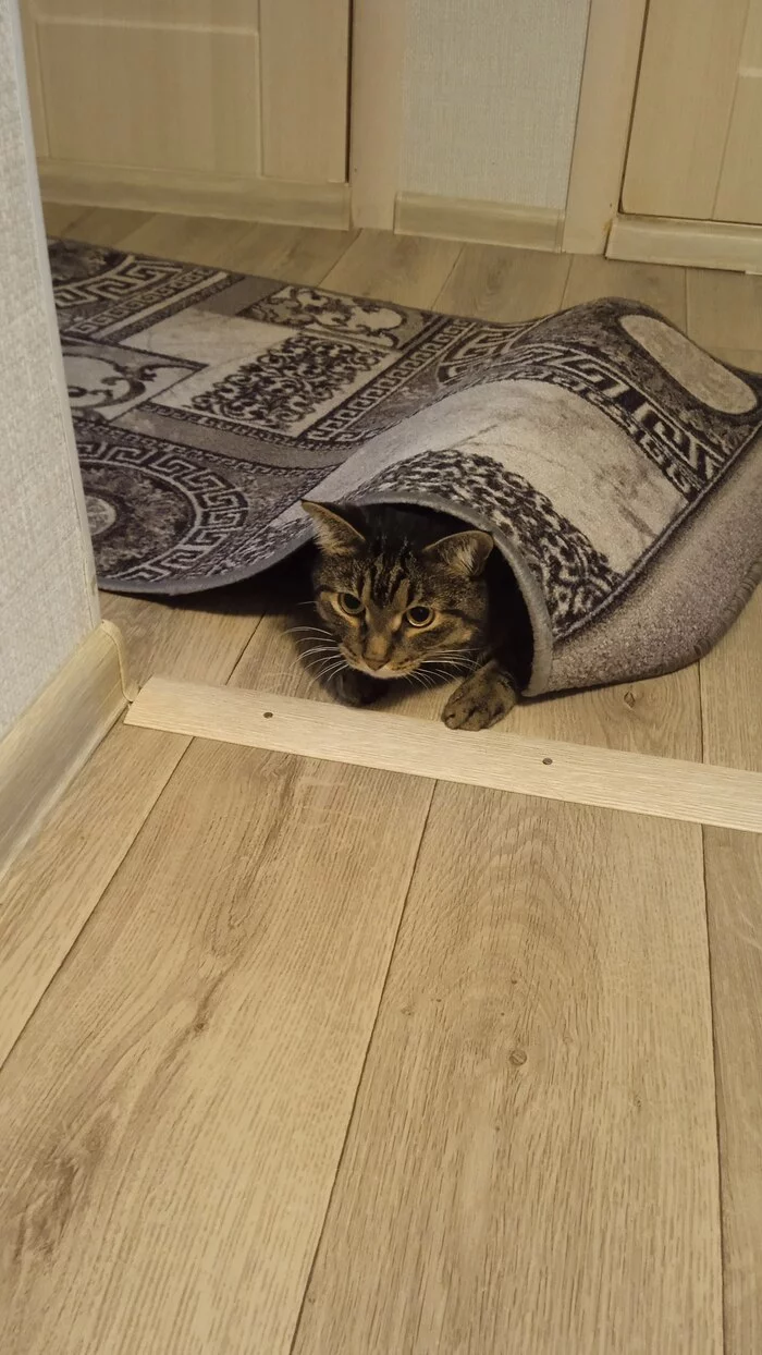 Котофей - Кот, Домашние животные