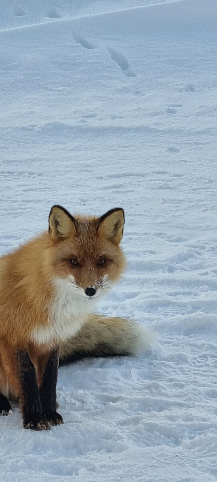 ������ ����