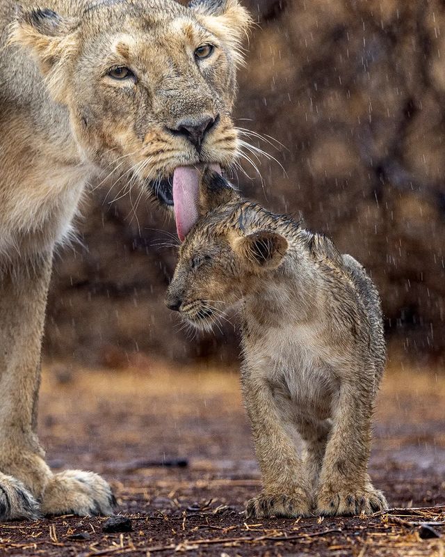 Care - Lion cubs, Lioness, a lion, Rare view, Big cats, Predatory animals, Mammals, Animals, Wild animals, wildlife, Nature, National park, India, The photo, Rain