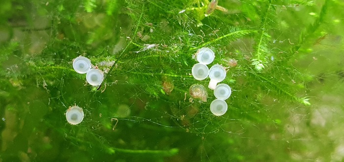   (corydoras panda) [part 2] , ,  , ,  , 