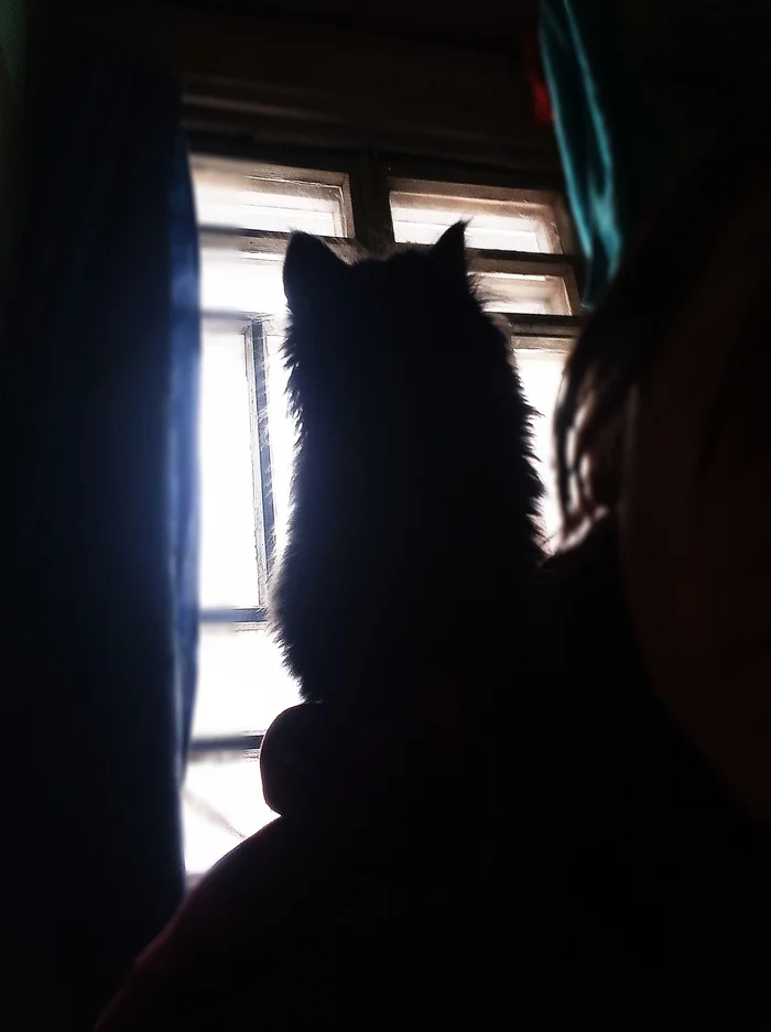 Silhouette - My, cat, Silhouette, Black cat, Kittens, Mobile photography