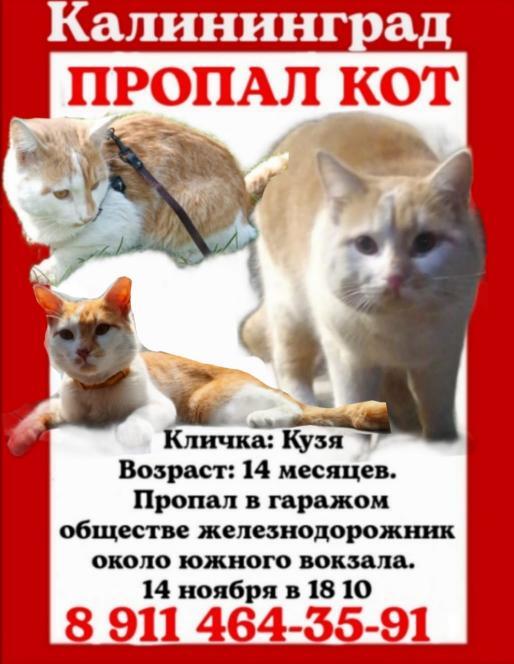 Help find a cat! - Lost, A loss, Lost cat, Longpost, cat, Help, Kaliningrad, Search for animals, No rating