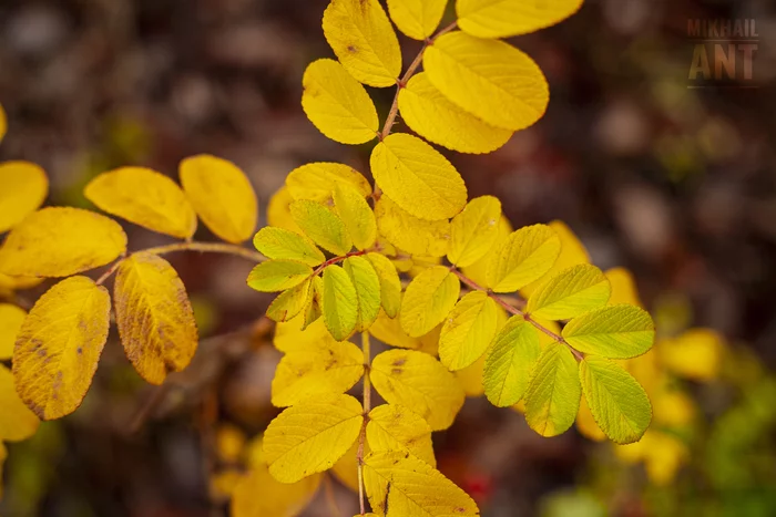 Photography | Canon EOS 5D Mark I + Industar-61L/3-MS | Autumn colors - My, Canon, The photo, Horizontal layout, Day, Autumn, Nature, Rose hip, Leaves, Sheet, Plants