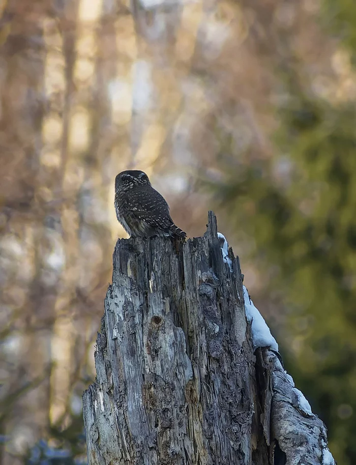 Let's kick another stump - My, Nature, Photo hunting, The nature of Russia, Birds, Predator birds, Ornithology, Owl, Hobby, Autumn, The photo, Longpost, Sparrow owl, Owl