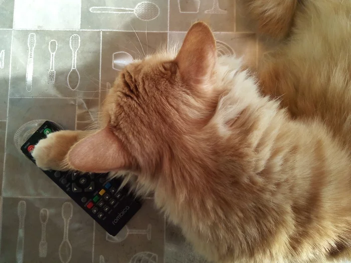 Watch the cat, not TV! - My, cat, Redheads, Pets