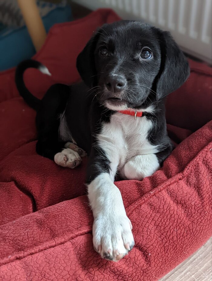 Прошу помощи у сил Пикабу