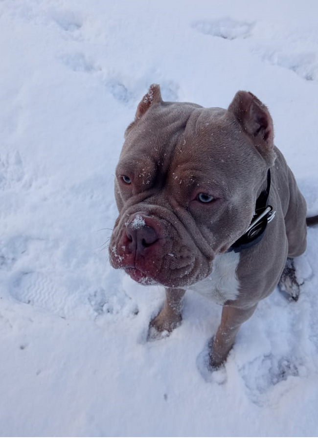 When I went outside without warm clothes - My, Dog, Puppies, American Bully