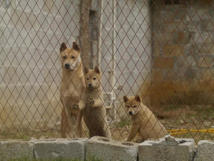 Journey to China. Primitive natural dog breeds - Puppies, Service dogs, Dog, Training, Longpost