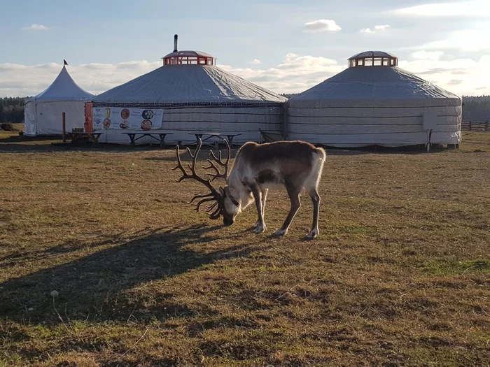 Ethnopark Nomad - My, Travel across Russia, Подмосковье, Yurt, Yaranga, Nomads, Longpost, Ethnopark Nomad