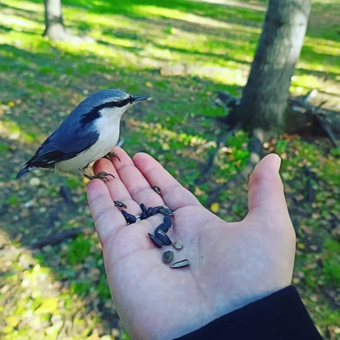 Assorted birds - My, Tit, Birds, Nuthatch, Chickadee, Tomsk, Ornithology, Photo hunting, Longpost