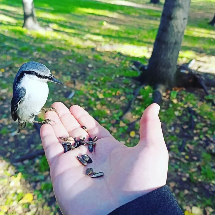 Assorted birds - My, Tit, Birds, Nuthatch, Chickadee, Tomsk, Ornithology, Photo hunting, Longpost