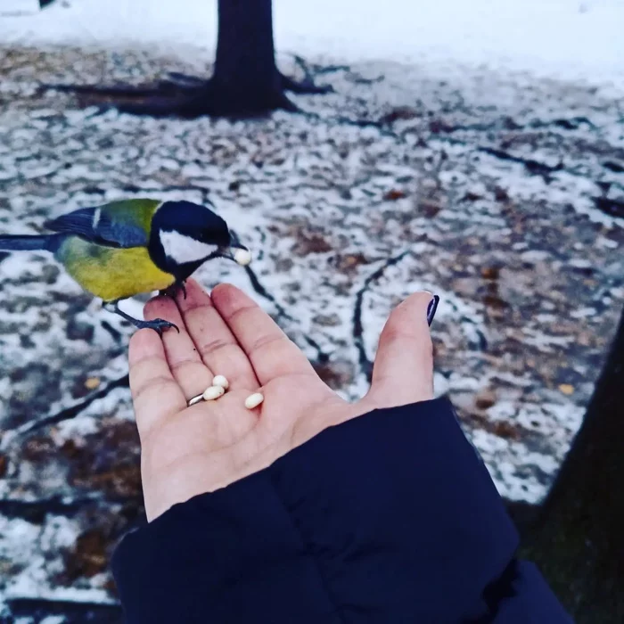Assorted birds - My, Tit, Birds, Nuthatch, Chickadee, Tomsk, Ornithology, Photo hunting, Longpost