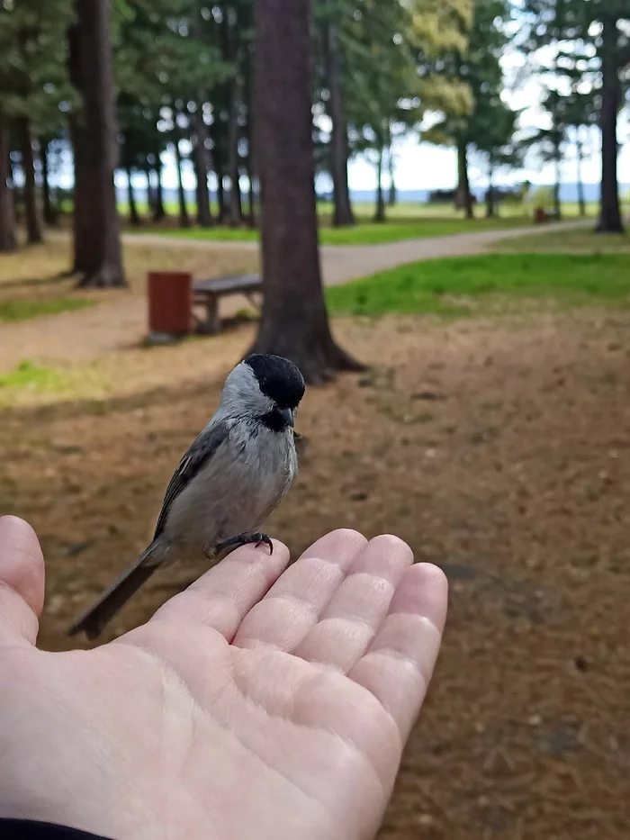 Assorted birds - My, Tit, Birds, Nuthatch, Chickadee, Tomsk, Ornithology, Photo hunting, Longpost