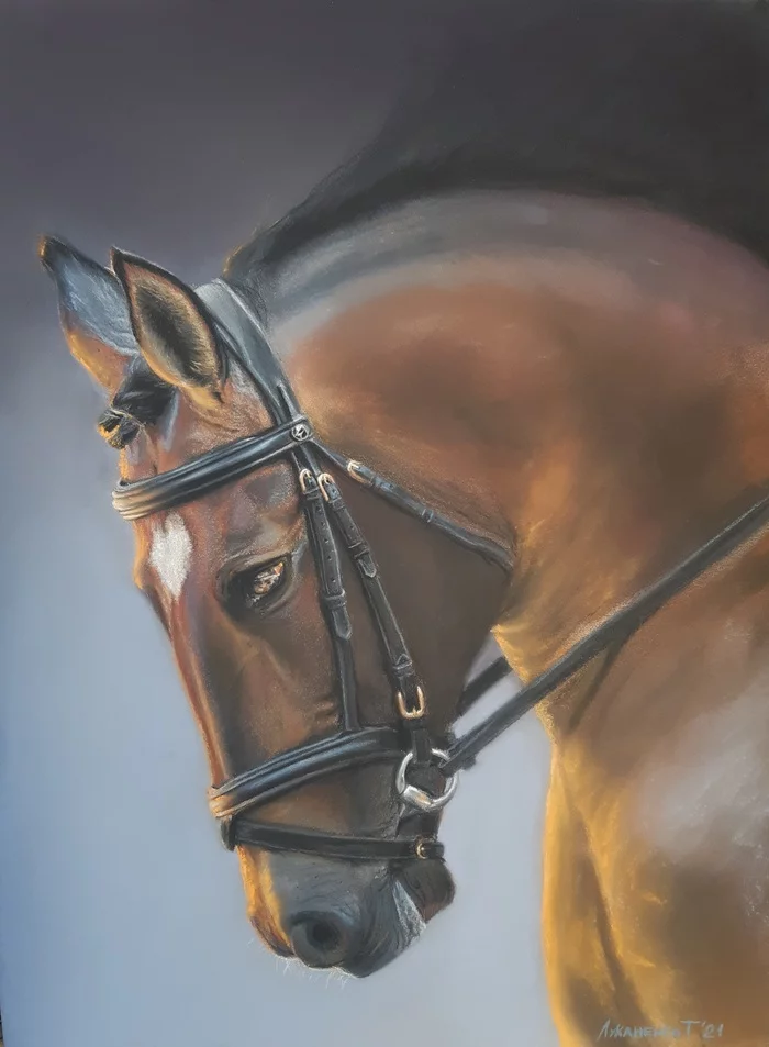 Horse - My, Drawing, Horse head, Dry pastel