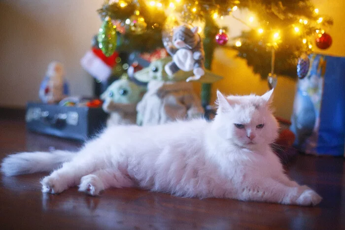 I guard the Christmas tree - My, cat, Turkish Van, New Year