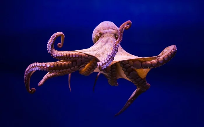 The Woman and the Octopus: How to Save Civilizations. Review of the science fiction novel Octopus - My, Fantasy, Literature, Recommend a book, Book Review, Science fiction, Sea, Octopus, Ecology, Longpost, What to read?