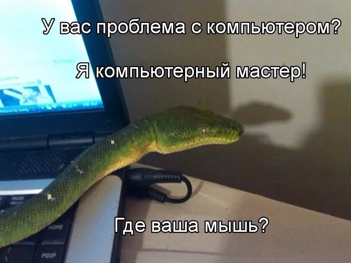 Master - Humor, Picture with text, Memes, Snake, Mouse, PC mouse, Computer wizard