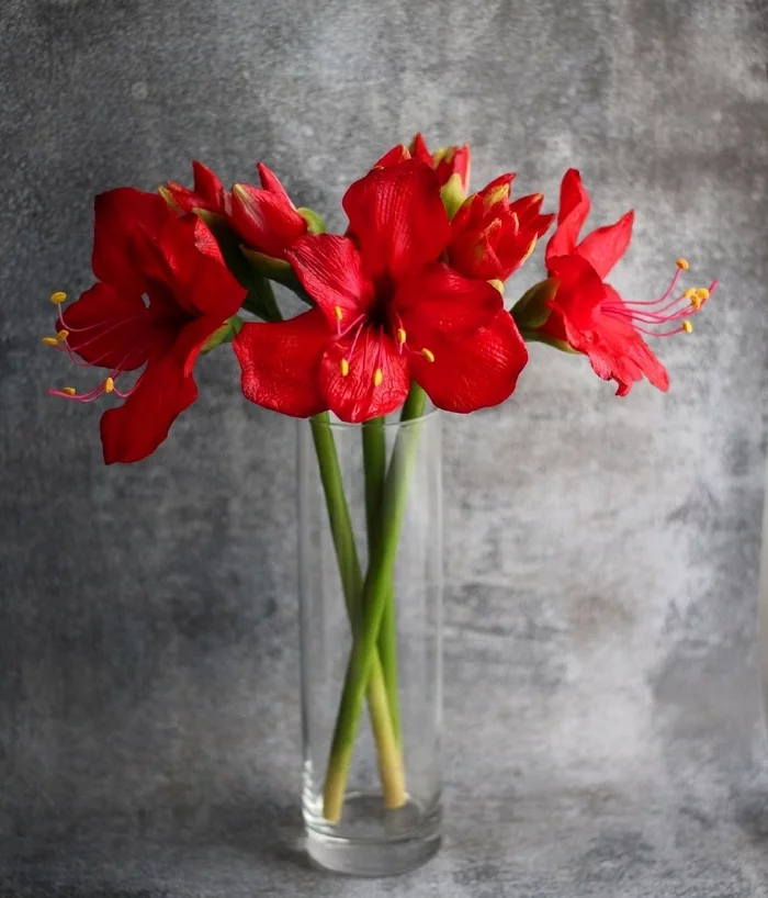 Amaryllis from polymer clay - My, Amaryllis, Hippeastrum, Polymer floristry, Polymer clay, Лепка, Needlework without process, Flowers, Longpost