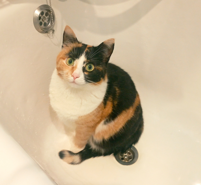 Спасли кошку от переедания. Спасибо ветеринару