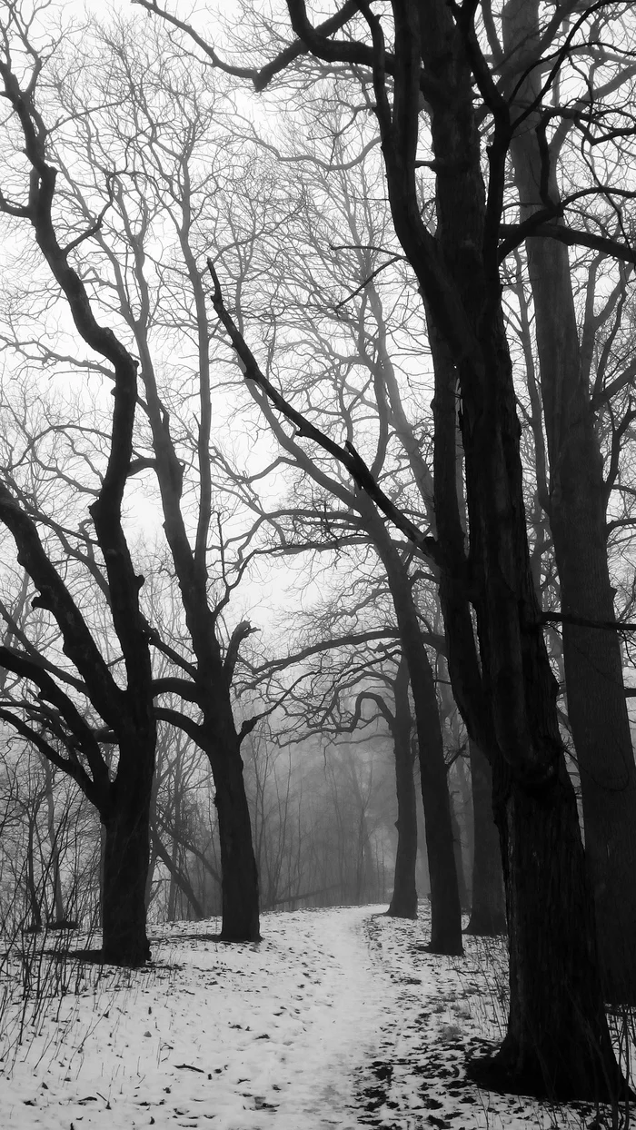Like from some movie - My, Snow, Fog, Kaliningrad, Tree, Suspense, The photo