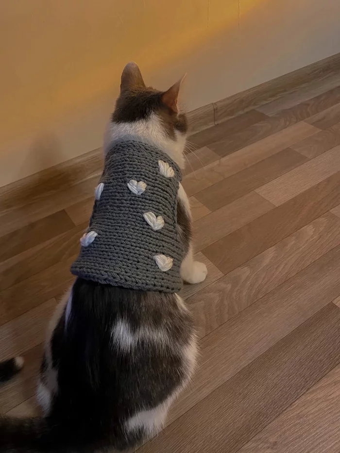 Knitted sweater for a cat - My, Knitting, cat, Clothes for animals, Needlework, Longpost
