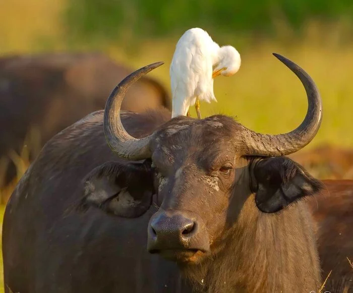 African buffalo and Egyptian heron - African buffalo, Artiodactyls, Mammals, Heron, Birds, Animals, wildlife, Nature, Africa, The photo, Wild animals