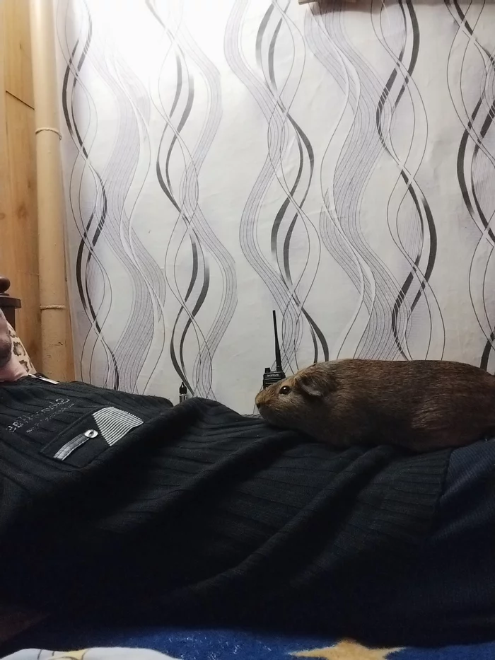 I've been attacked by the beast - My, Guinea pig, Pets