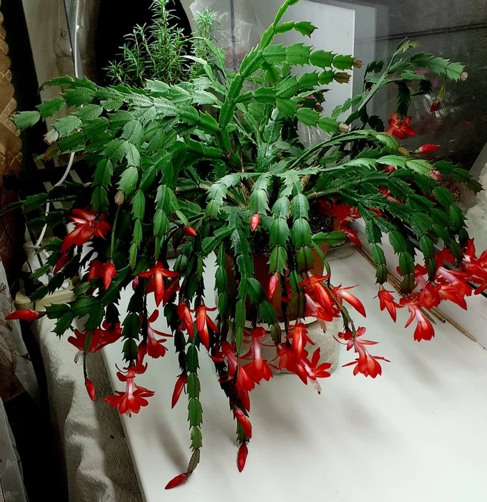 The Decembrist hurried - My, Houseplants, Decembrist cactus, Flowers, Longpost