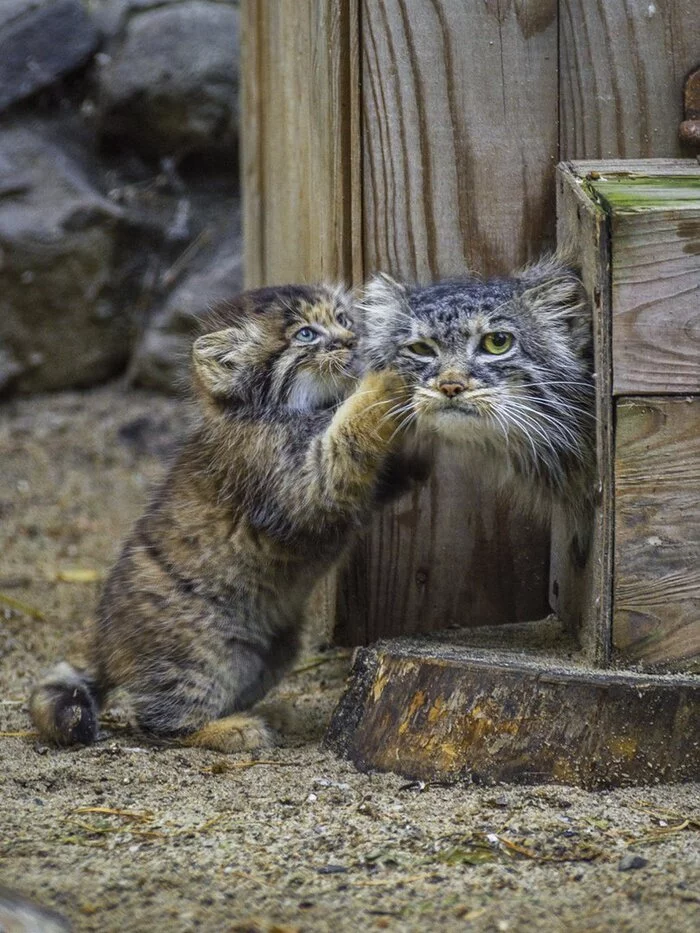Continuation of the post Contest Mrs. Manul 2022 - Pallas' cat, Pet the cat, Small cats, Cat family, Fluffy, Young, Wild animals, Vote, The photo, Longpost, Repeat, Reply to post, Predatory animals
