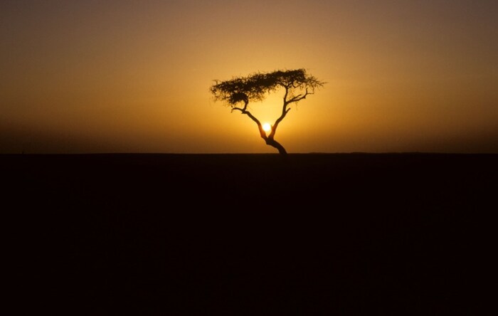 Самое одинокое дерево на Земле и самый плохой водитель Дерево, Fail, Интересное, Пустыня, Длиннопост
