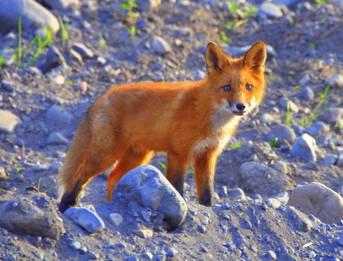 On the street everything is gray and white, but I want fire - Kamchatka, Tourism, Ust-Kamchatsk, Fox, Wild animals
