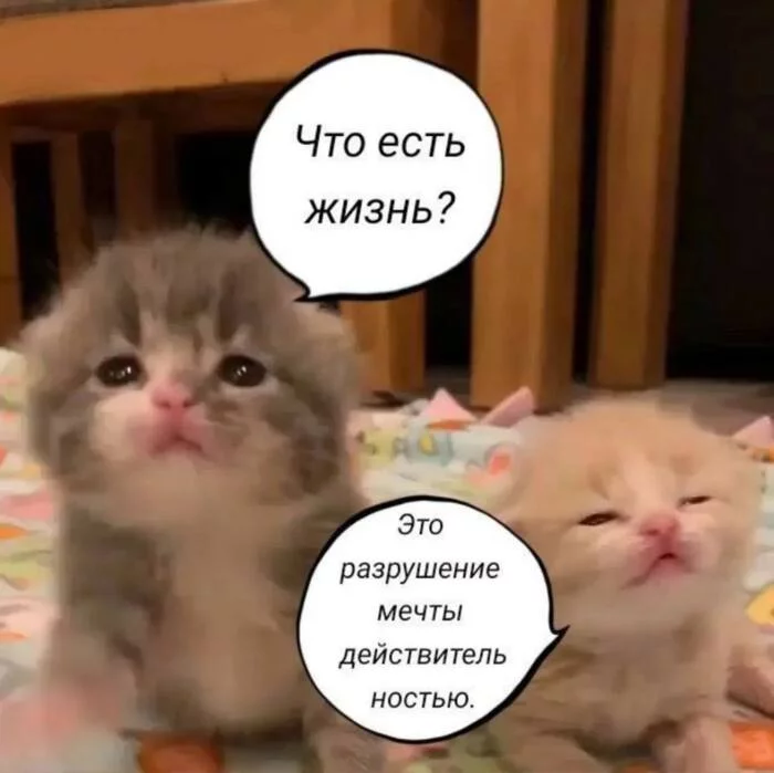 Why all this?! - Humor, Picture with text, cat, Life is pain, Adulthood, Смысл жизни, Dream, MythBusters