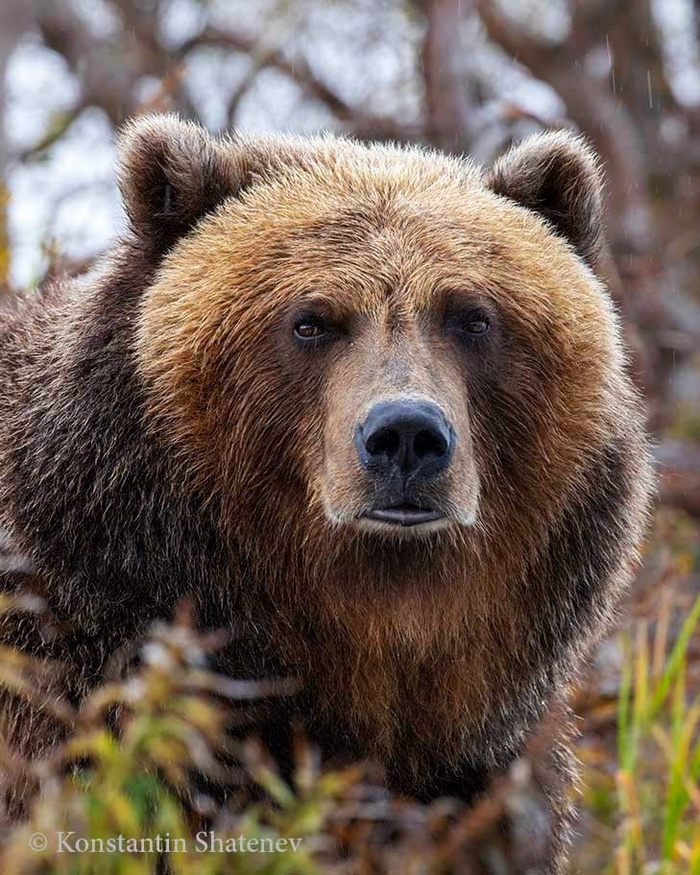 ��������� �����