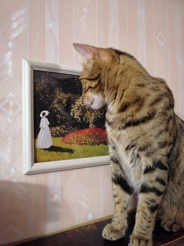 art connoisseur - My, cat, Claude Monet, The photo