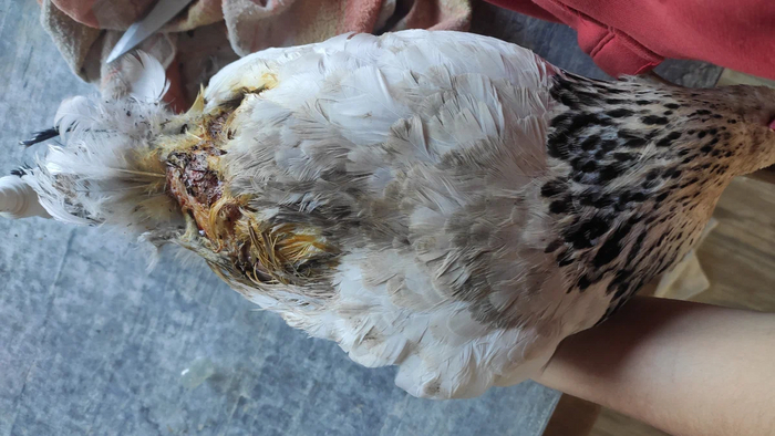 Чем и как лечить открытые раны у птиц? Яйца, Курица, Сельское хозяйство, Ветеринария, Длиннопост