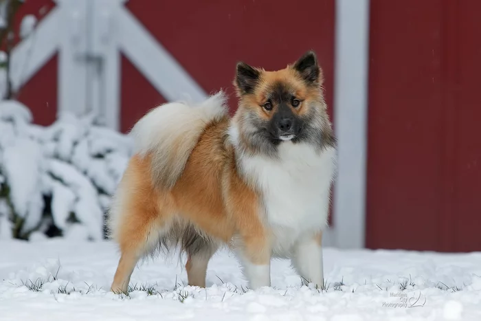 About dog breeds №143. Icelandic dog (Icelandic sheepdog) - Dog, Dog breeds, Sheepdog, Herding dogs, Longpost