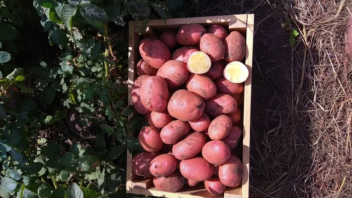 As I visited the bottom of the field. Potato RUSSIA 2022 - My, Potato, Kemerovo region - Kuzbass, field day, Сельское хозяйство, Quiz, Competition, Longpost
