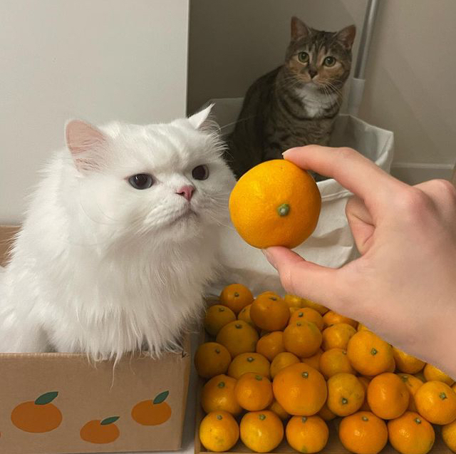 The holiday comes to us - cat, Pets, The photo, Tangerines
