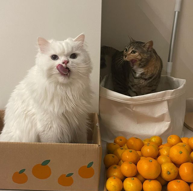 The holiday comes to us - cat, Pets, The photo, Tangerines