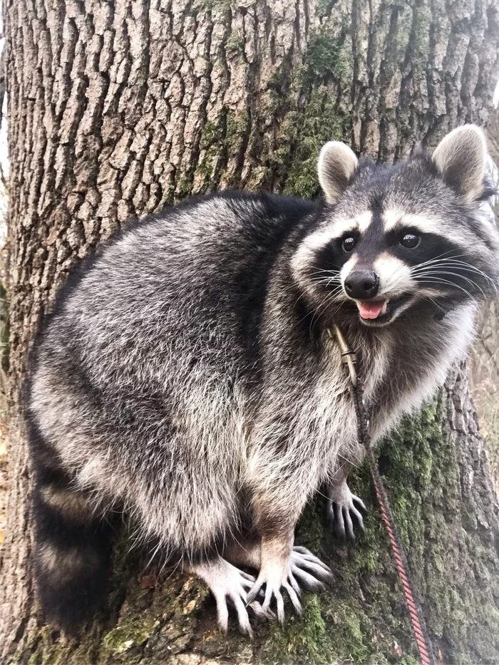 On a walk - Raccoon, Wild animals, Predatory animals, The photo