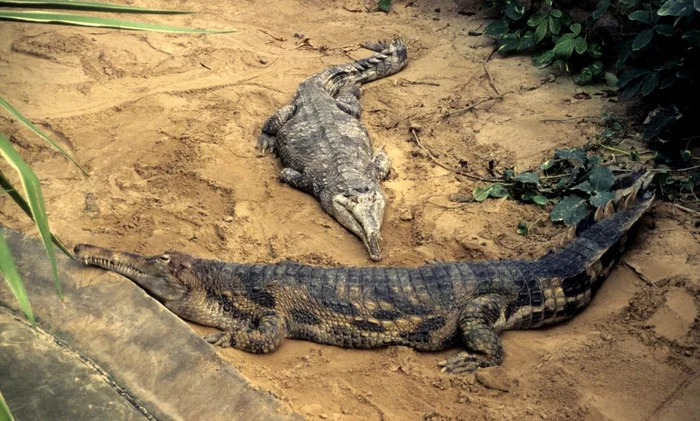 Gharial crocodile: Not a gharial and not quite a crocodile. A disappearing monster whose secret has been solved for 120 years - Gharial, Crocodiles, Animal book, Yandex Zen, Longpost