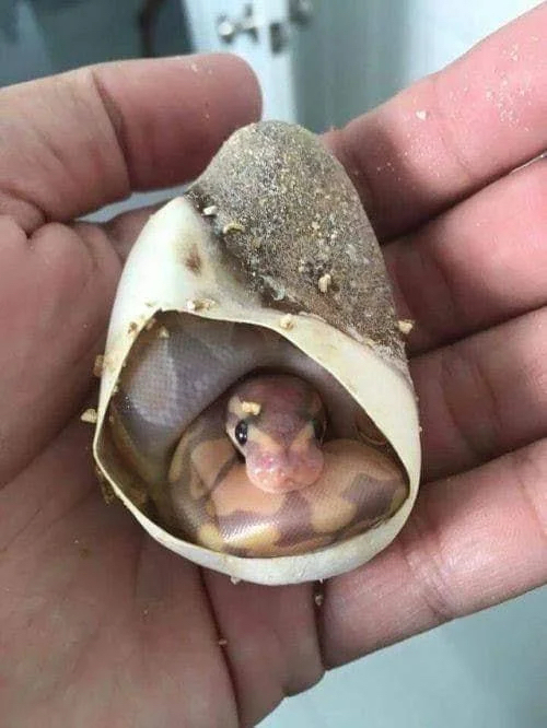 Новорождённый питон в своей оболочке Питон, Змея