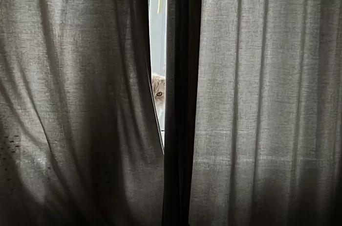 All-seeing eye - My, cat, Observers, Curtains