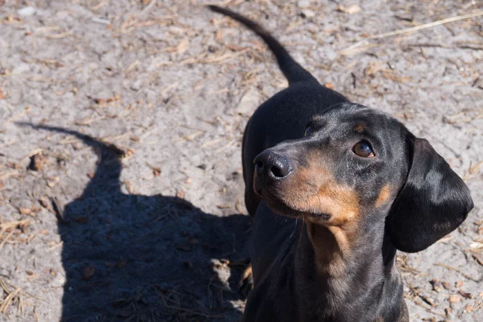 Sight - My, Dachshund, Pets, Loyalty, Dog, Best friend